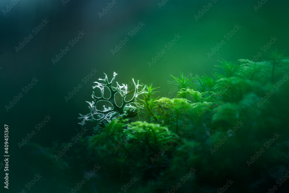 Beautiful closeup of small lichen growing on the forest froor in spring. Natural scenery with shallow depth of field. Woodlands in Northern Europe. - obrazy, fototapety, plakaty 