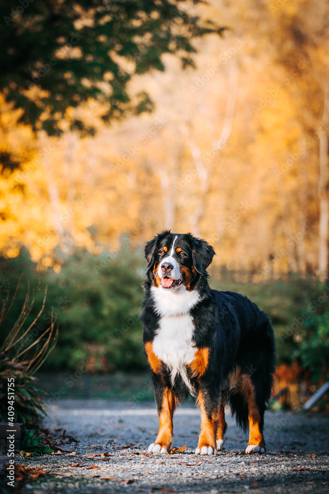 Bernese mountain dog female in the beautiful autumn park.