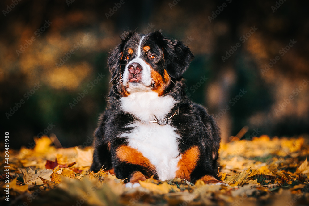 Bernese mountain dog female in the beautiful autumn park.