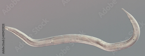 Nematode roundworm stained under the phase contrast microscope photo
