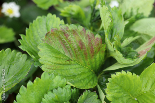 Symptoms of powdery mildew disease in strawberry plant, 
