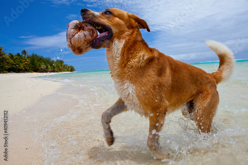 Dog playing fetch with coconut in mouth on the beach.