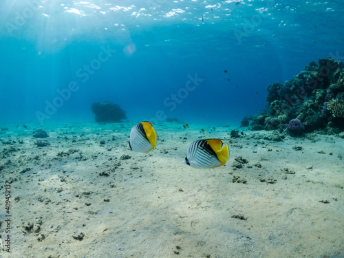 Underwater world. Exotic fish in bottom of Red sea