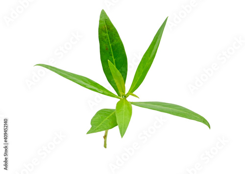 Green leaves with isolated white back ground full depth of field © ajesh
