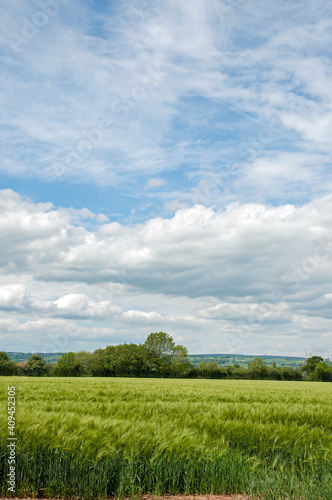 green grass and blue sky