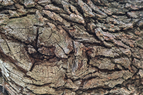 Closeup shot of thick textured tree bark with a knot off-center to the left.Perfect for background photo