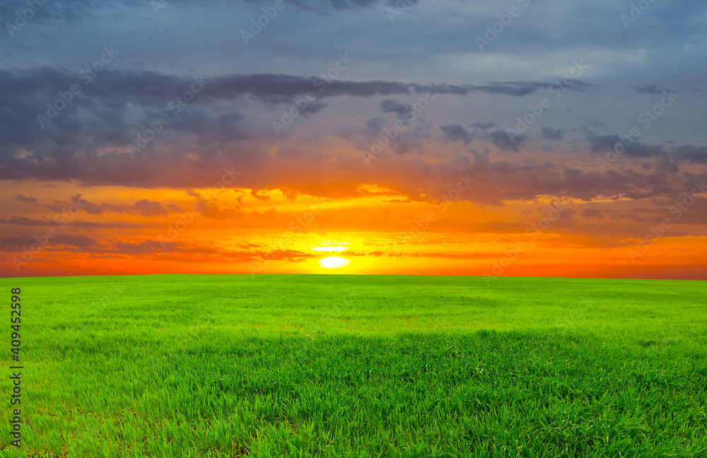 wide green rural field at the dramatic sunset, countryside agricultural scene wide green rural field at the dramatic sunset, countryside agricultural scene