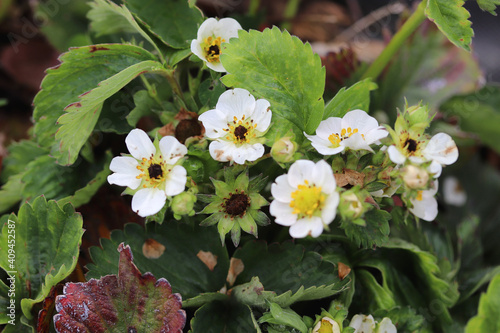 Black strawberry flowers after spring frosts, frost damage