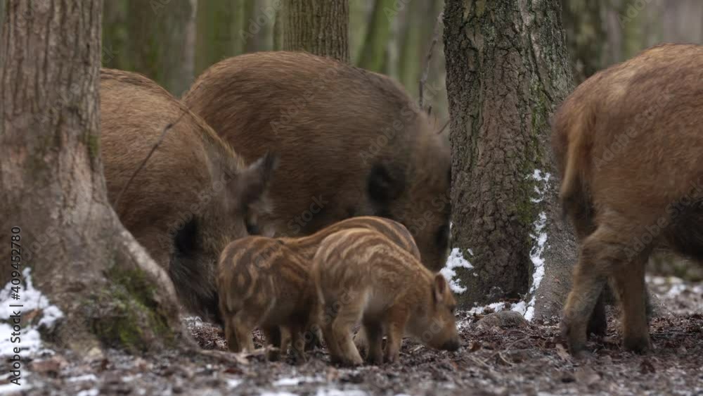 Closeup young wild boar Sus scrofa calm piggy looking for nutriment in dark woods. Wildlife tranquil scene of animals of long furry. Strong nose and well smell sense to search food in omnivorous mamma Closeup young wild boar Sus scrofa calm piggy looking for nutriment in dark woods. Wildlife tranquil scene of animals of long furry. Strong nose and well smell sense to search food in omnivorous mamma