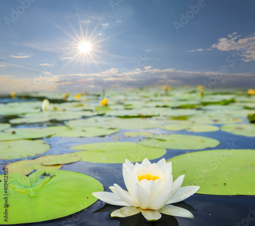 closeup white water lily floating in the water, summer natural background