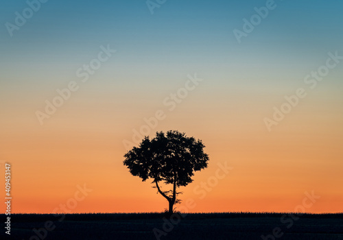 Silhouette of a single tree at the horizon at dawn with a gradient of colours