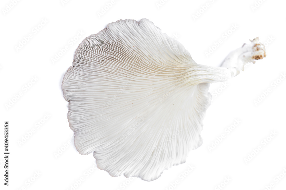 Naklejka premium Oyster Mushroom (Phoenix Mushroom, Lung Oyster Mushroom) is a good choice of food for vegetarian. Close up of behind of oyster mushroom with white background.