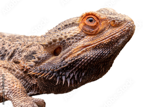 Close up in a bearded dragon (Pogona sp) in white background