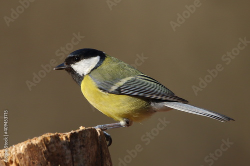 A Great tit perched on a tree stump