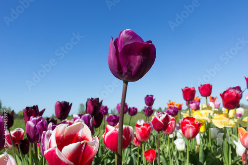 Red tulips background. Beautiful tulip in the meadow. Flower bud in spring .