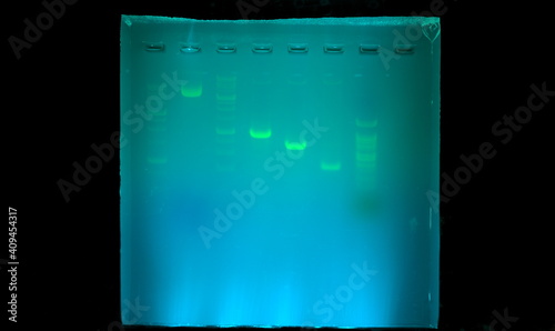 Agarose gel under blue light with DNA bands visualized; agarose gel in a biotechnology scientific research and testing laboratory