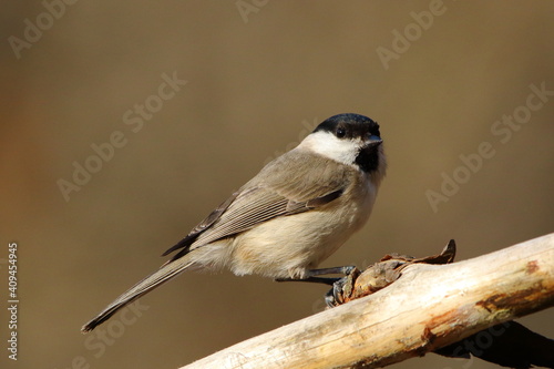A Marsh tit perched on a branch.