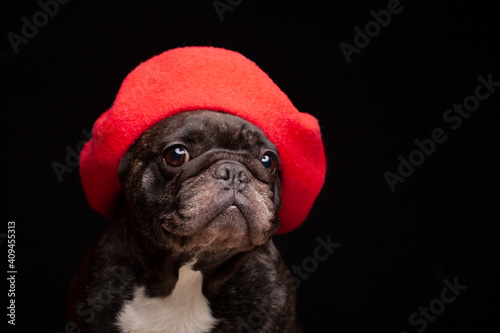 image of dog hat dark background  photo