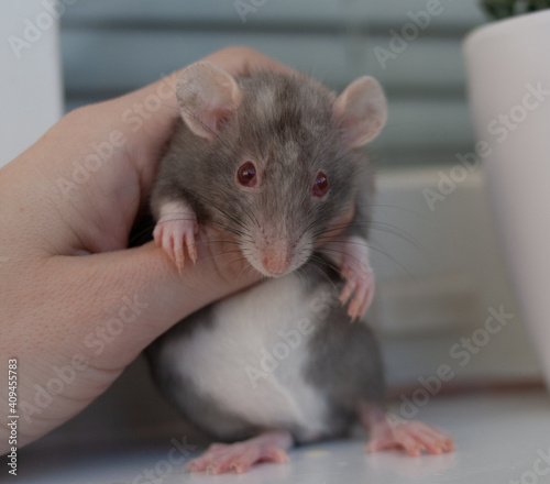 devil rat in a hand