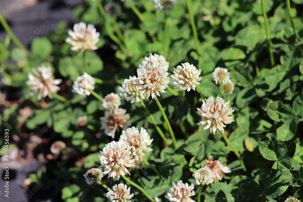 white flowers clover, clover inflorescence white flowers clover, clover inflorescence