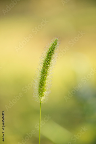 Bristle grass is food and fodder plant. © Andrey_Lobachev