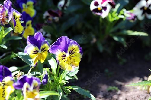 Purple and yellow pansy flowers in the garden in spring