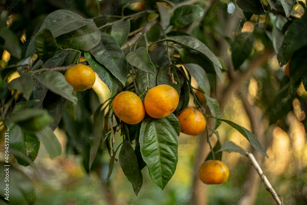 tangerine on tree branch.tree.mandarin.selective focus
