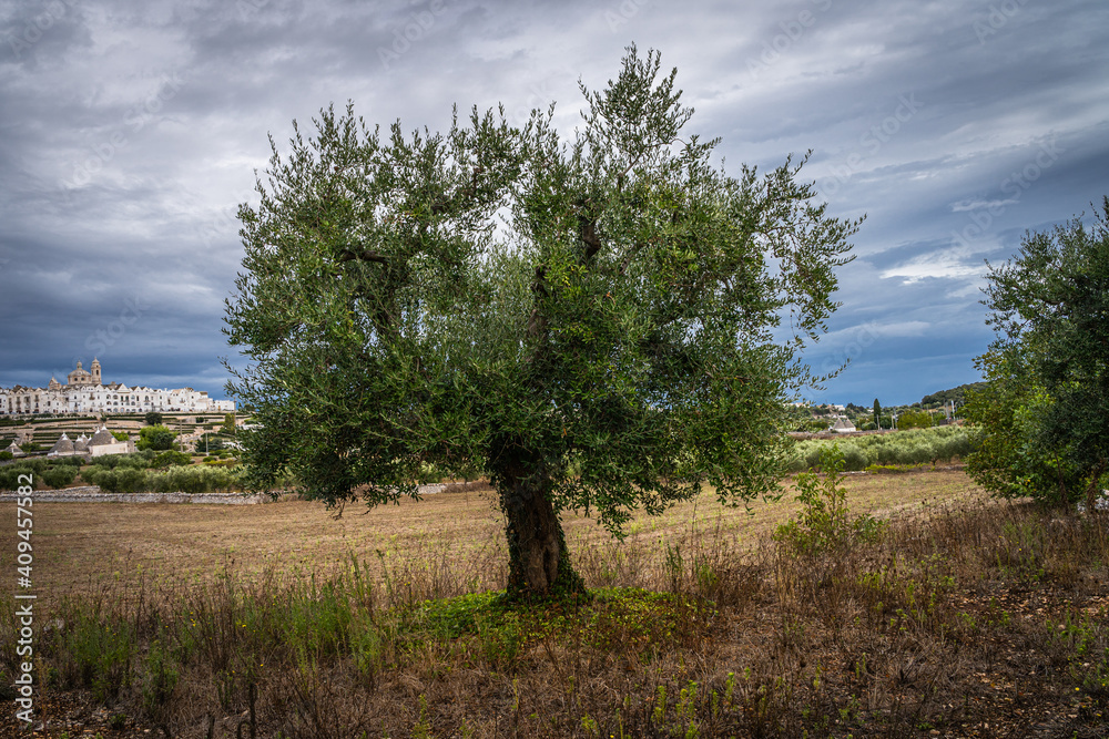 View of the skyline of Locortondo in Puglia from an olive tree field View of the skyline of Locortondo in Puglia from an olive tree field