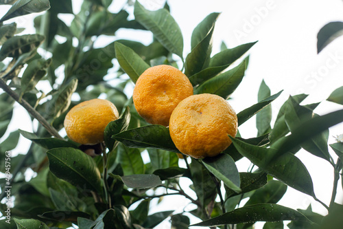 Wallpaper Mural tangerine on tree branch.tree.mandarin.selective focus Torontodigital.ca
