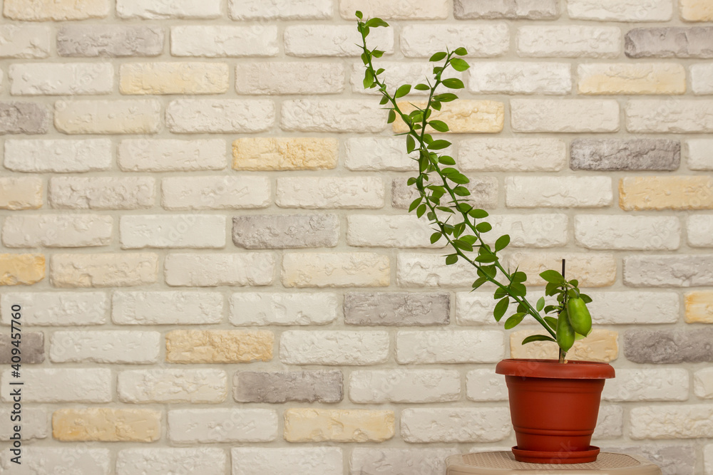 Small indoor citrus plant with ripening green finger-shaped fruit in orange pot against decorative brick wall background. Close-up. Home citrus tree growing. Decorative house herb Small indoor citrus plant with ripening green finger-shaped fruit in orange pot against decorative brick wall background. Close-up. Home citrus tree growing. Decorative house herb