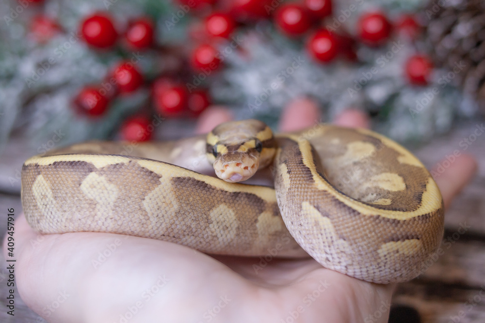 snake in the hands snake in the hands