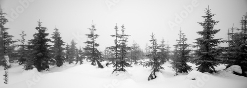 Wintery trees in the czech mountains. czech republic