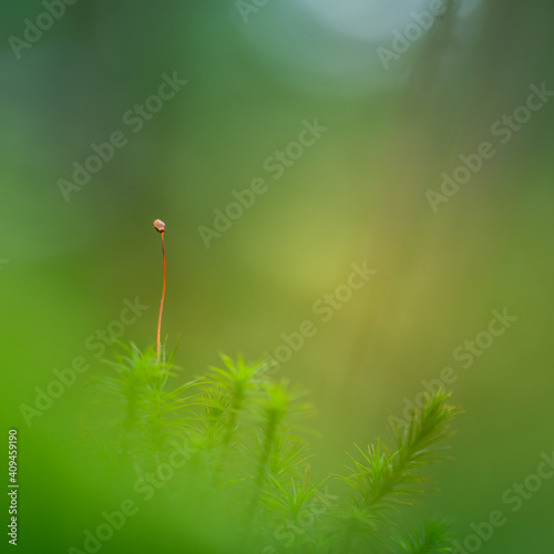 Beautiful closeup of moss growing on the forest floor in spring. Small natural scenery in woodlands. Shallow depth of field. Spring scenery of Northern Europe. © dachux21