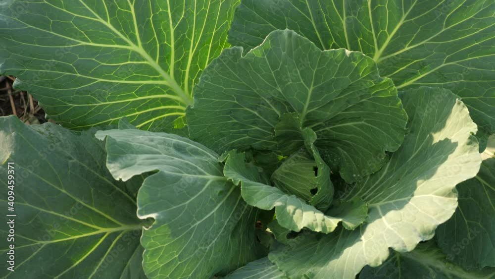Fresh cabbage in the organic garden, cabbage growing. Fresh cabbage in the organic garden, cabbage growing.
