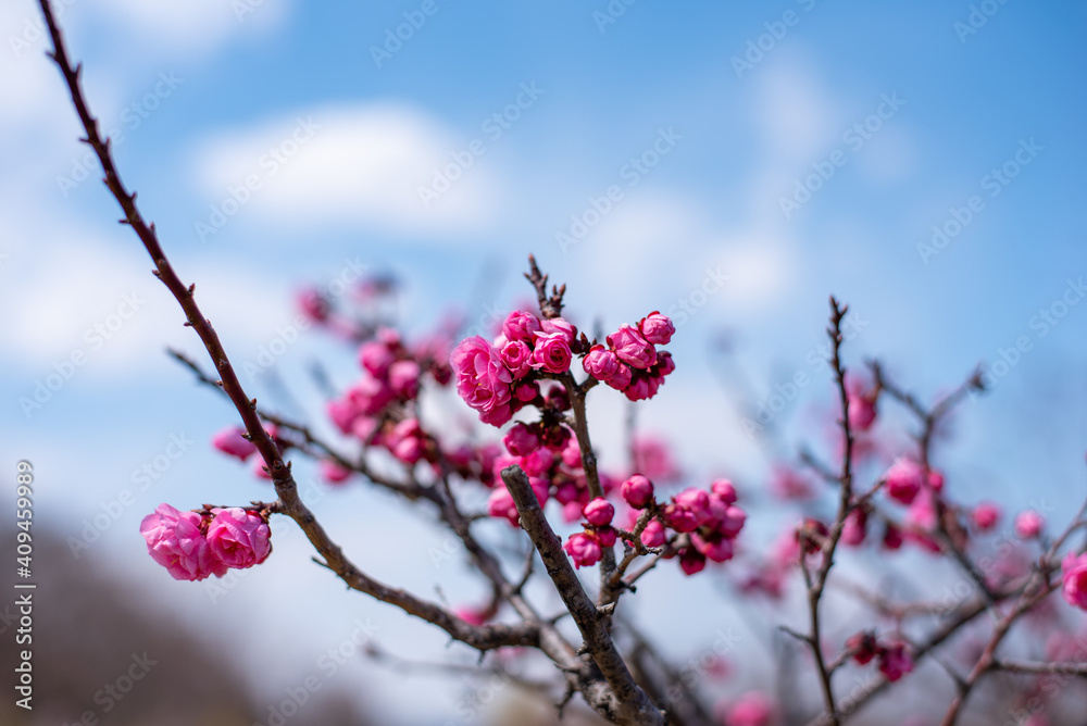 beautiful flowers in spring on the park