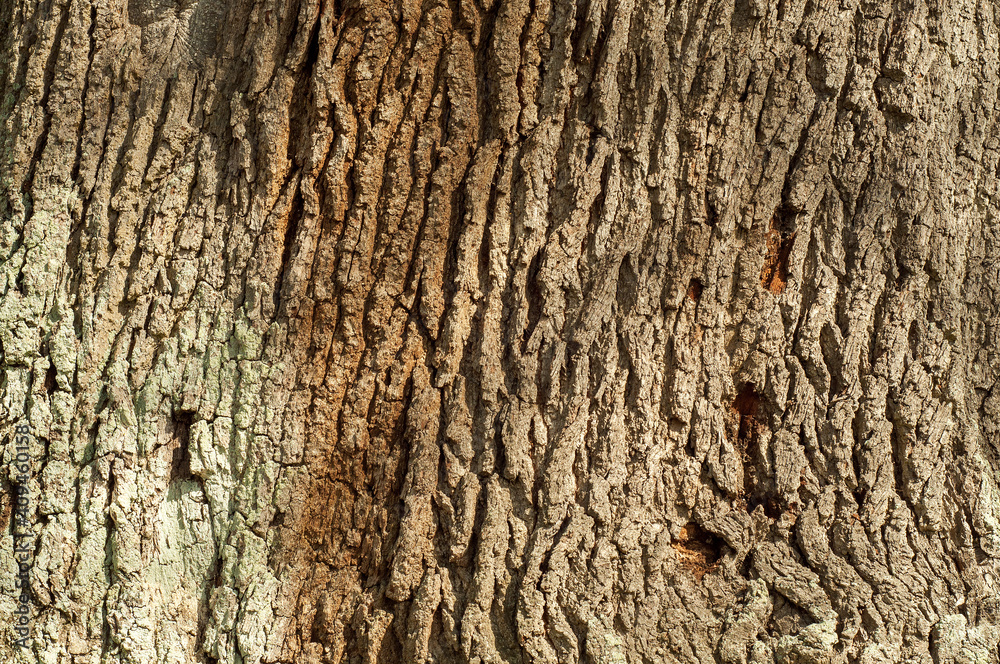 Obraz premium bark of tree