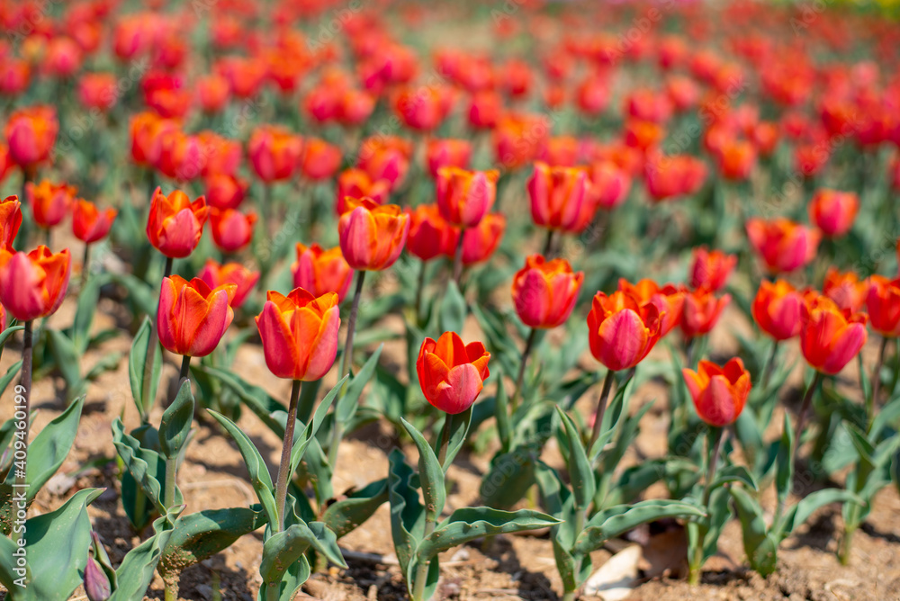 Fototapeta premium beautiful flowers in spring on the park