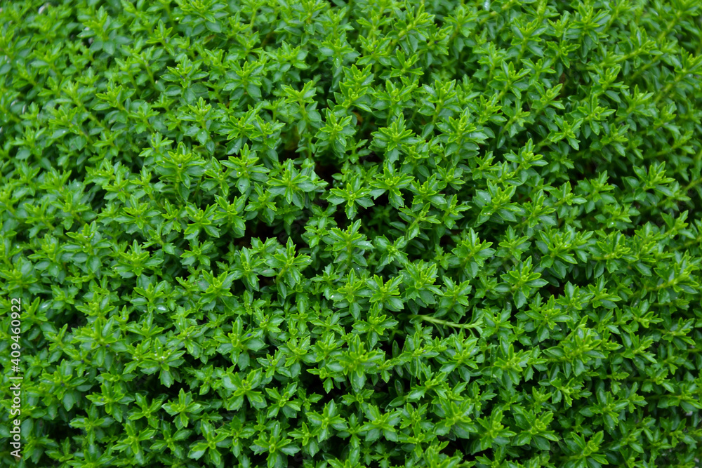 Hebe plant. Hebe green globe. Emerald green hebe. Fresh foliage. Garden, park or wild nature plant. Beautiful summer nature. Hebe plant. Hebe green globe. Emerald green hebe. Fresh foliage. Garden, park or wild nature plant. Beautiful summer nature.