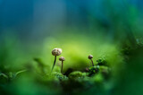 Beautiful, small mushrooms growing on the forest floor during spring. Woodland sceneru with shallow depth of field. Fungi in spring in Northern Europe.