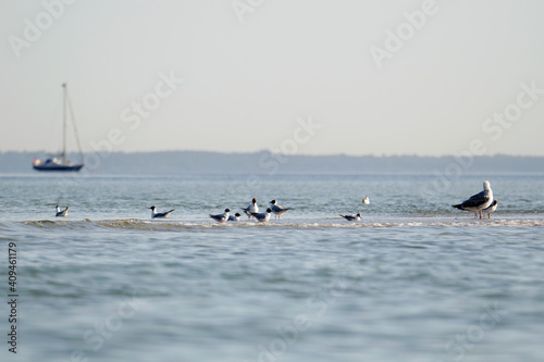 Rewa Mew na Zatoce Gdańskiej wraz z gniazdującymi na niej mewami oraz jachtem w tle