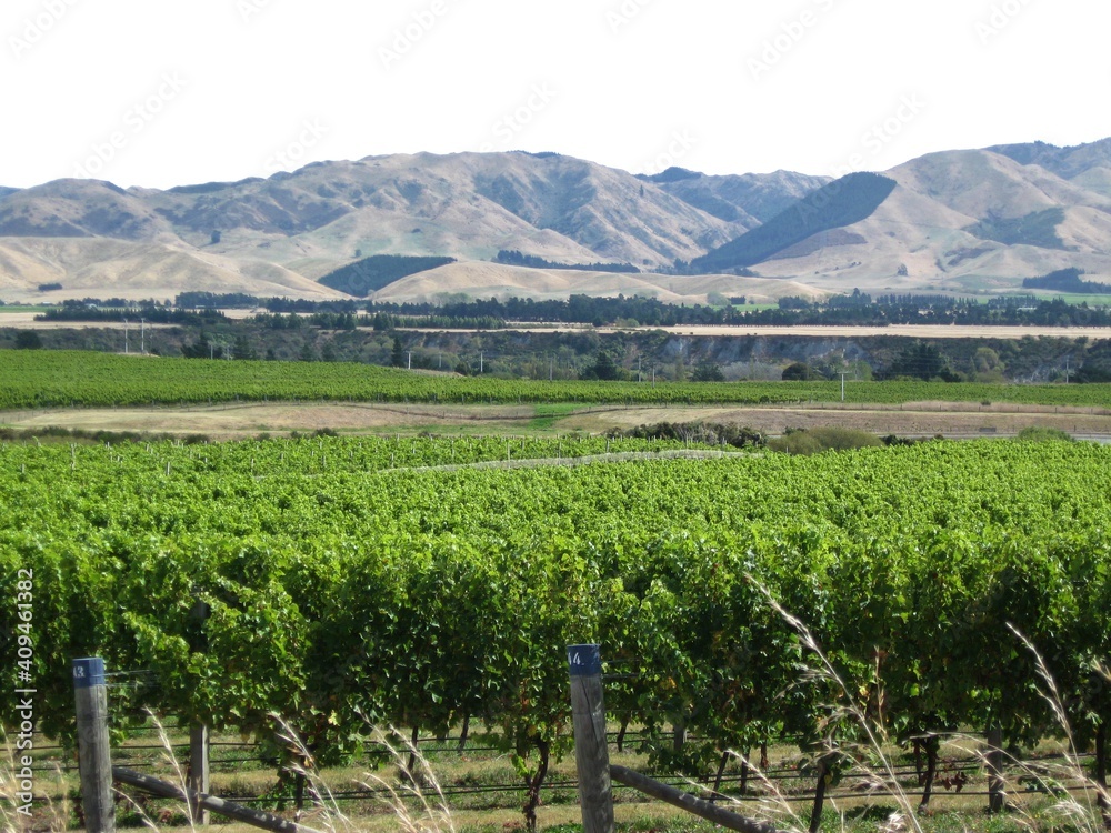 Vineyard; South Island, New Zealand