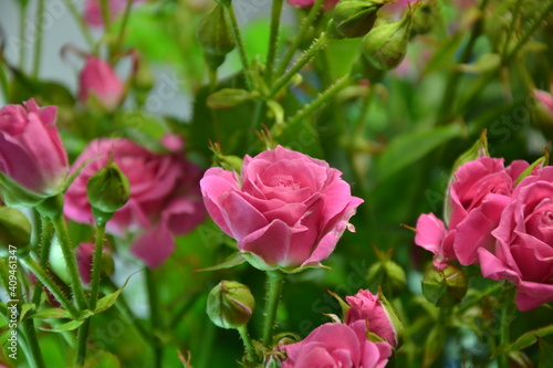 Pink roses. Beautiful fresh flowers. Small roses bouquet. Flowers background.