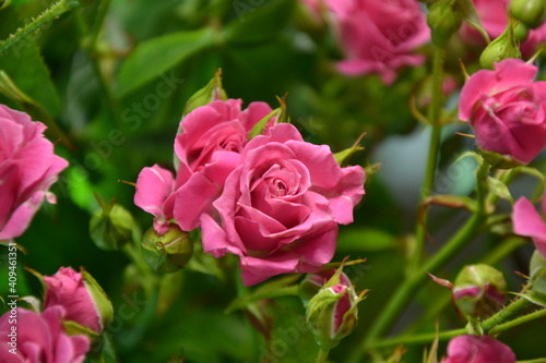 Pink roses. Beautiful fresh flowers. Small roses bouquet. Flowers background. © ADELART