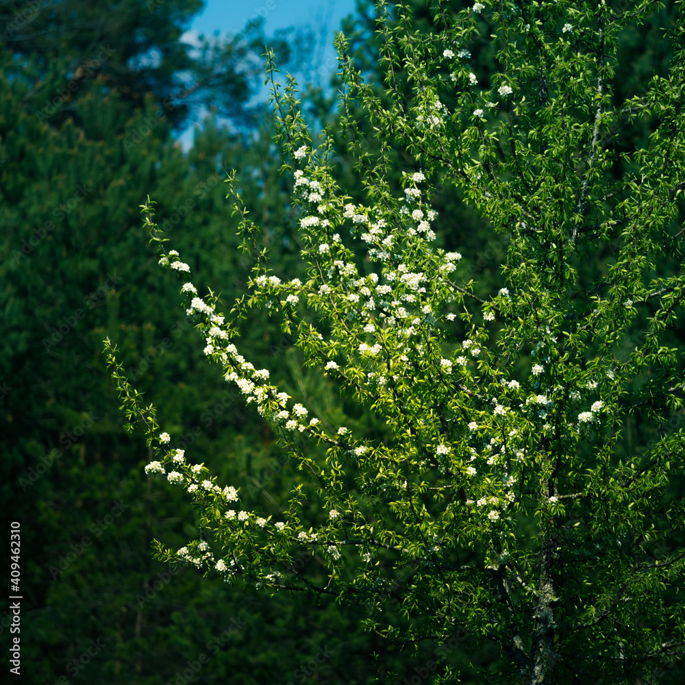 Beautiful pear flowers in the spring. Blossoming fruit tree with white flowers. Beautiful wild pear tree in the Northern Europe. Beautiful pear flowers in the spring. Blossoming fruit tree with white flowers. Beautiful wild pear tree in the Northern Europe.