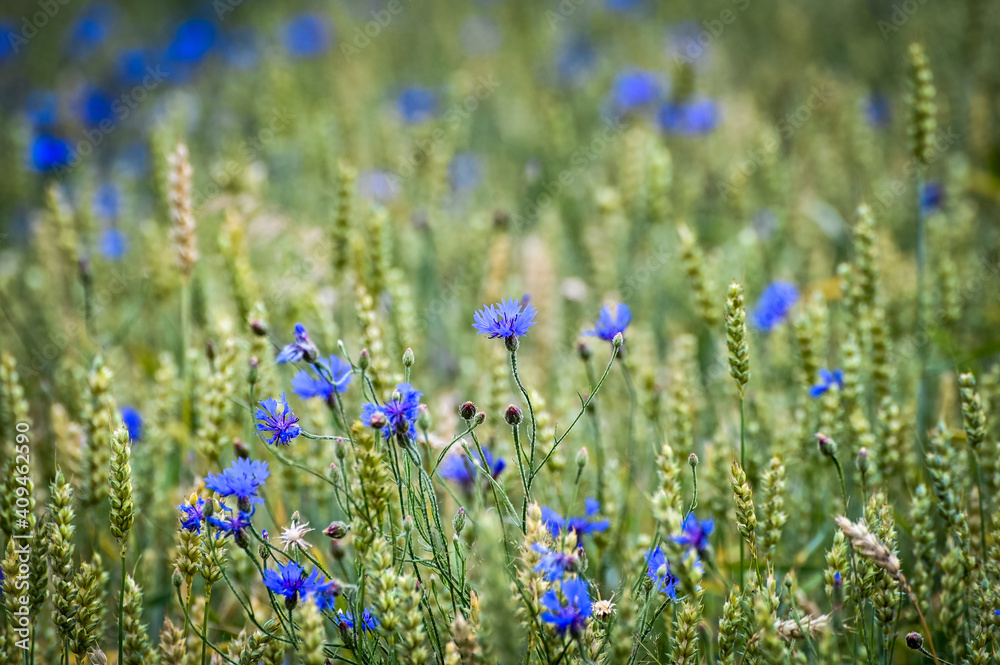 Close up of blue flowers in a not ripe wheat field in the setting sun