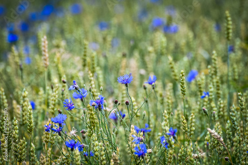 Close up of blue flowers in a not ripe wheat field in the setting sun © Asvolas