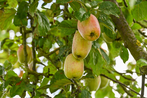 Red and green long apples hanging on a tree