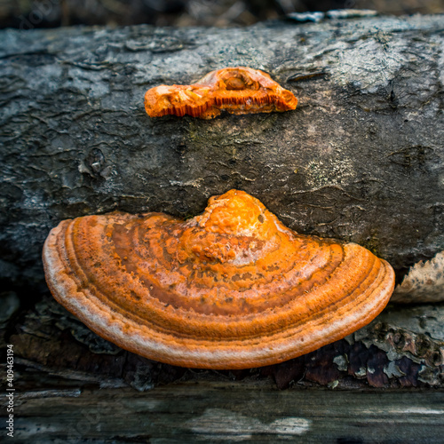 Wallpaper Mural A beautiful, orange mushroom growing on an old, rotten tree stump. Spring scenery in forest with fungi. Woods in Northern Europe. Torontodigital.ca