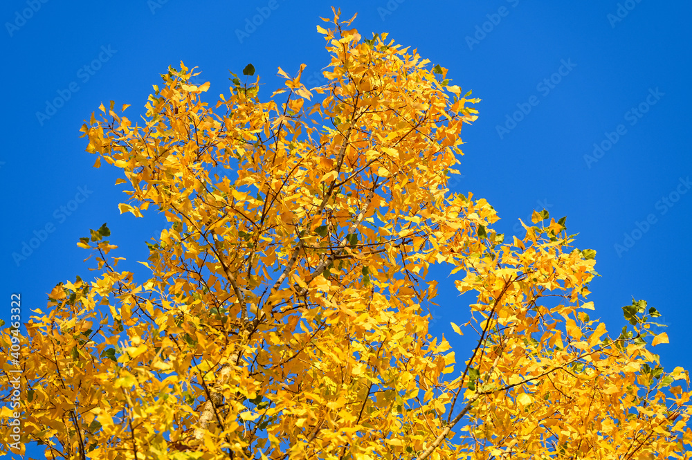 Colourful autumn leaves on trees with blue sky