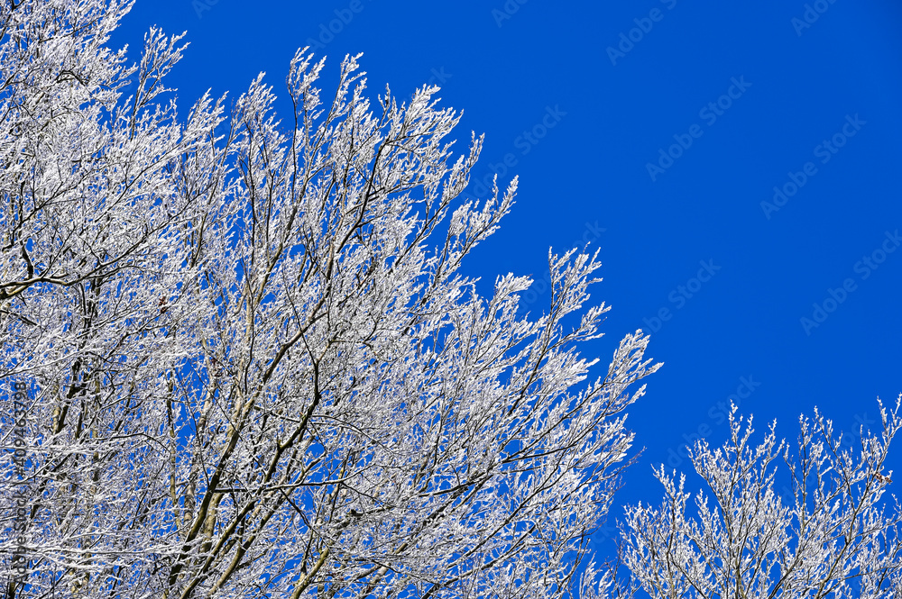 Snowy tree branches in winter with blue sky on a sunny day